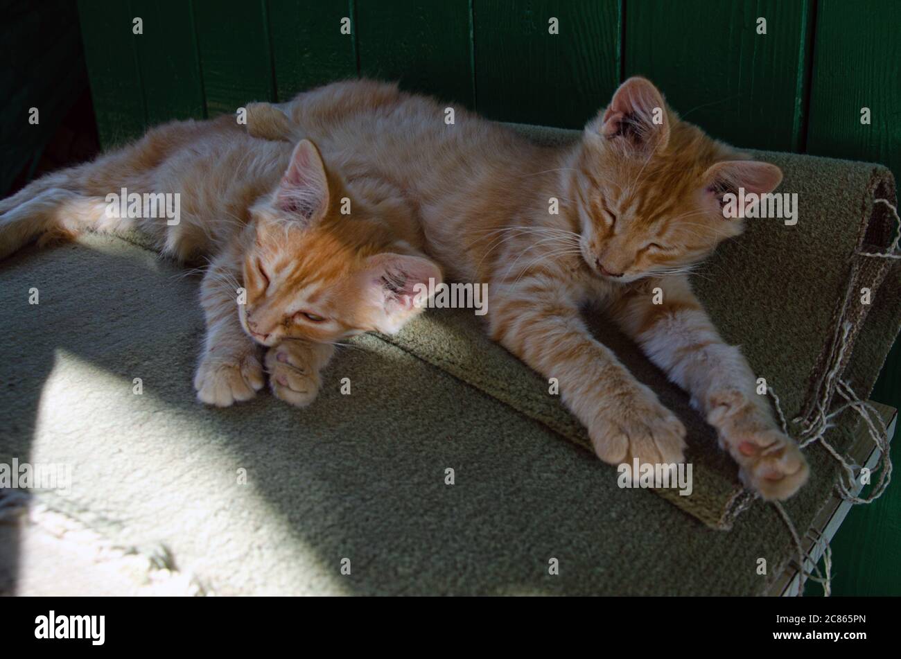 Vorderansicht des niedlichen schöne Katze schlafen in ihren Träumen auf einem klassischen britischen gemusterten quilt Stockfoto