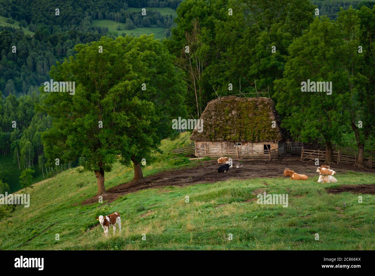 Altes Stallhaus von einem Kuhbetrieb mit Kühen im Gras sitzen in einer schönen Landschaft n Dumesti, Salciua de Sus, Alba County, Rumänien Stockfoto