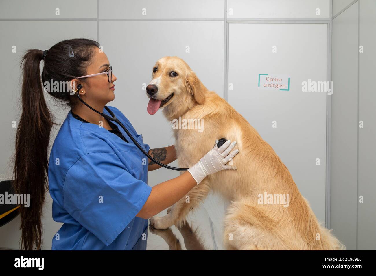 Hispanische Tierarzt Untersuchung eines Hundes. Stockfoto