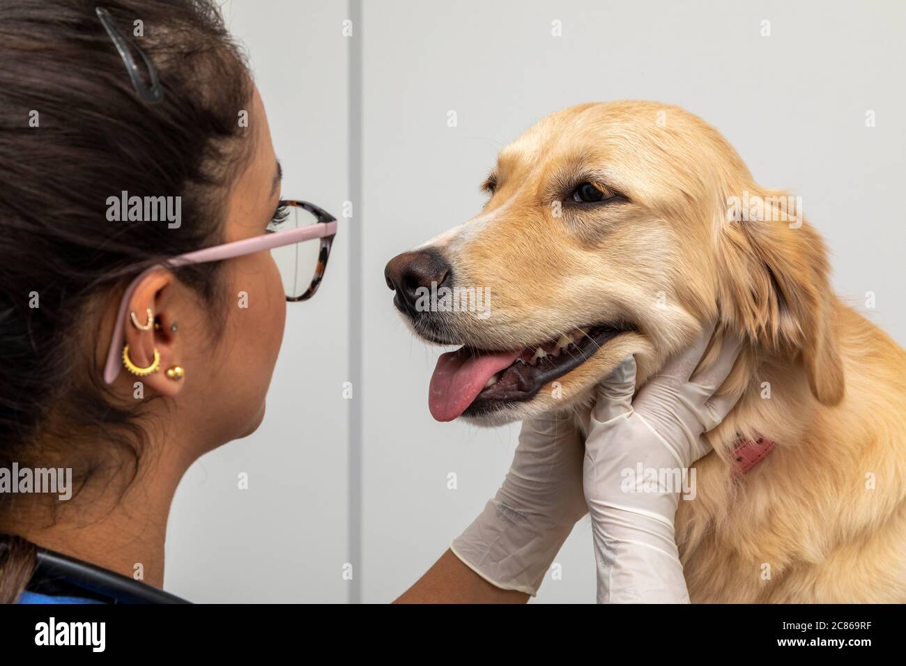 Hispanic Tierarzt Untersuchung eines Hundes. Stockfoto