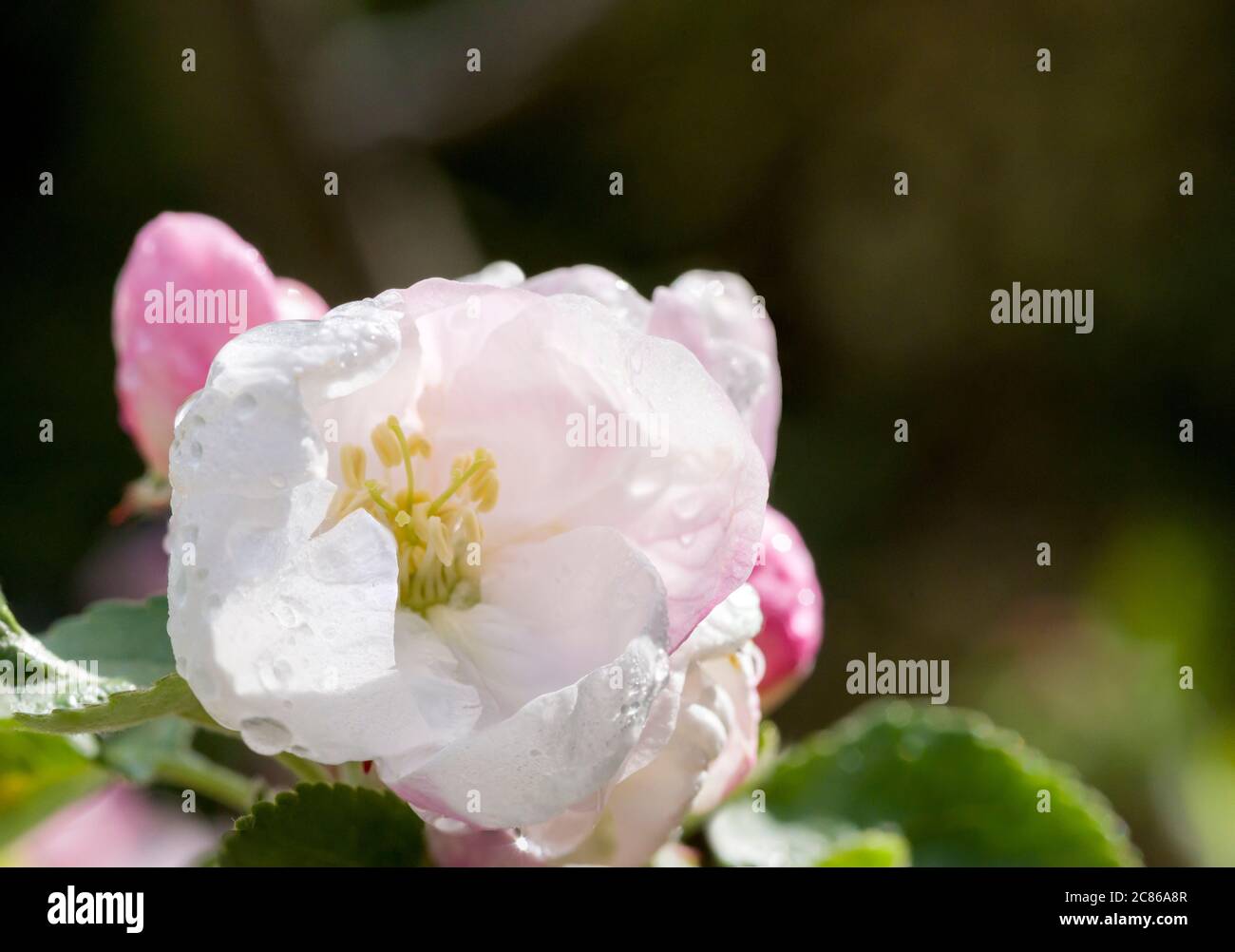 Apfelblüte eines Santana Apfelbaumes als Weitwinkelmakro Stockfoto