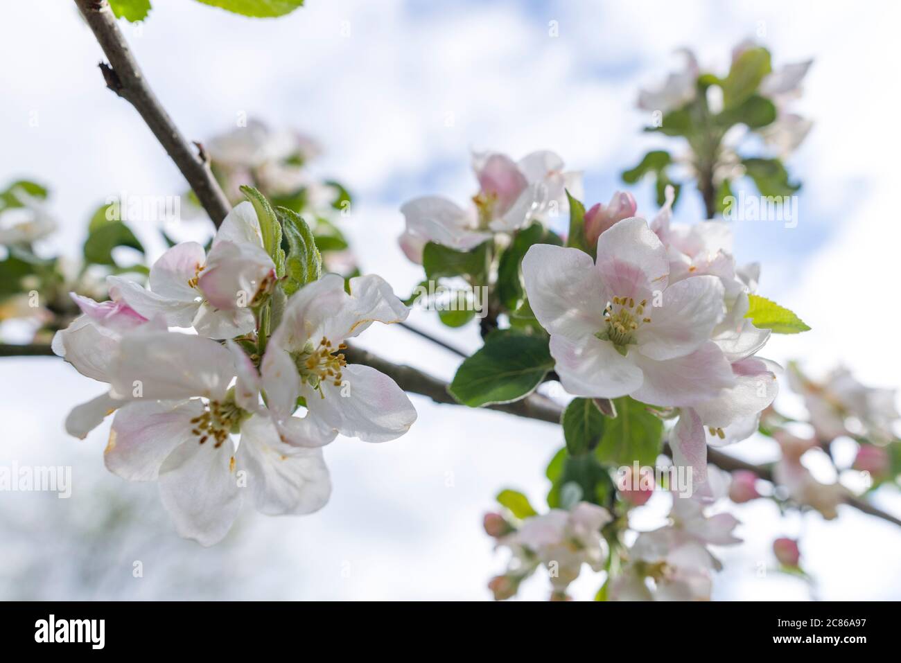 Apfelblüte eines Santana Apfelbaumes als Weitwinkelmakro Stockfoto