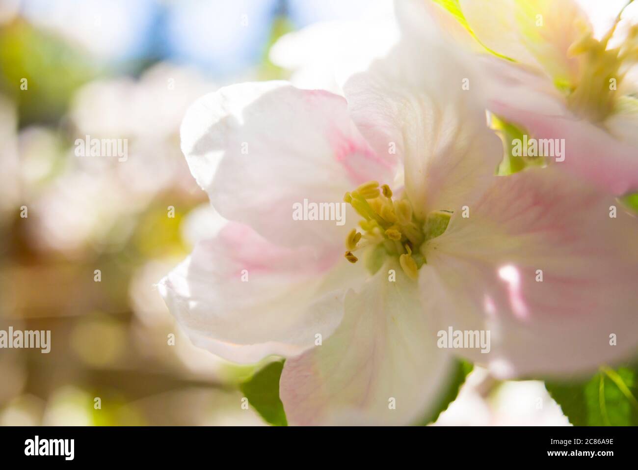 Apfelblüte eines Santana Apfelbaumes als Weitwinkelmakro Stockfoto