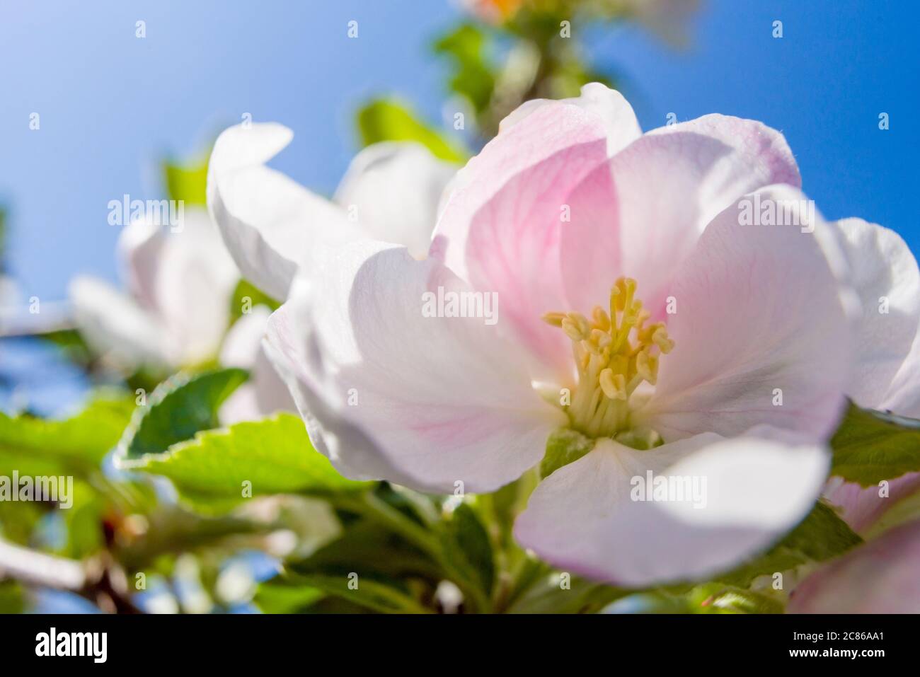 Apfelblüte eines Santana Apfelbaumes als Weitwinkelmakro Stockfoto