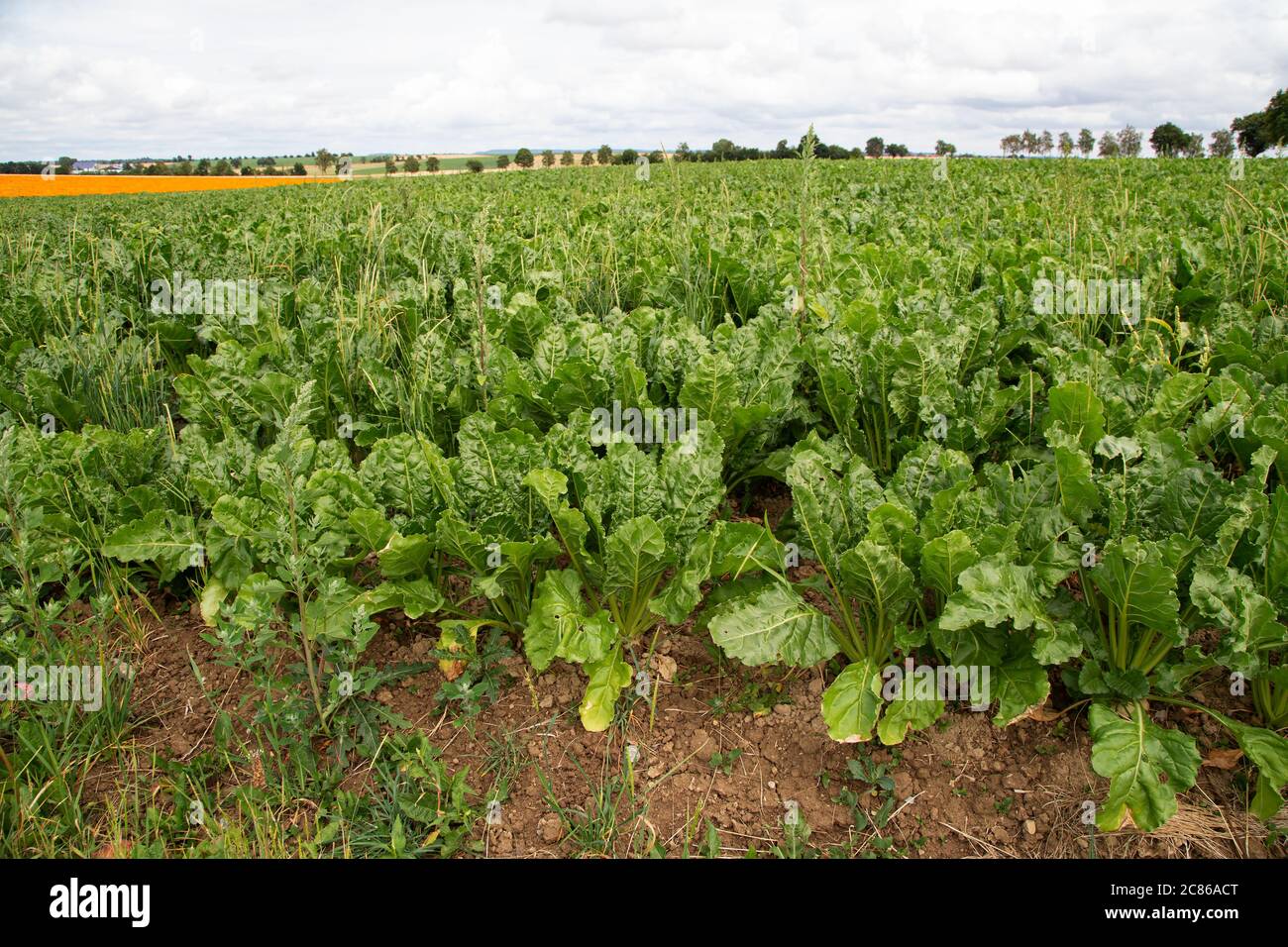 Zuckerrübe leuchtend grüne Blätter im Feld Stockfoto
