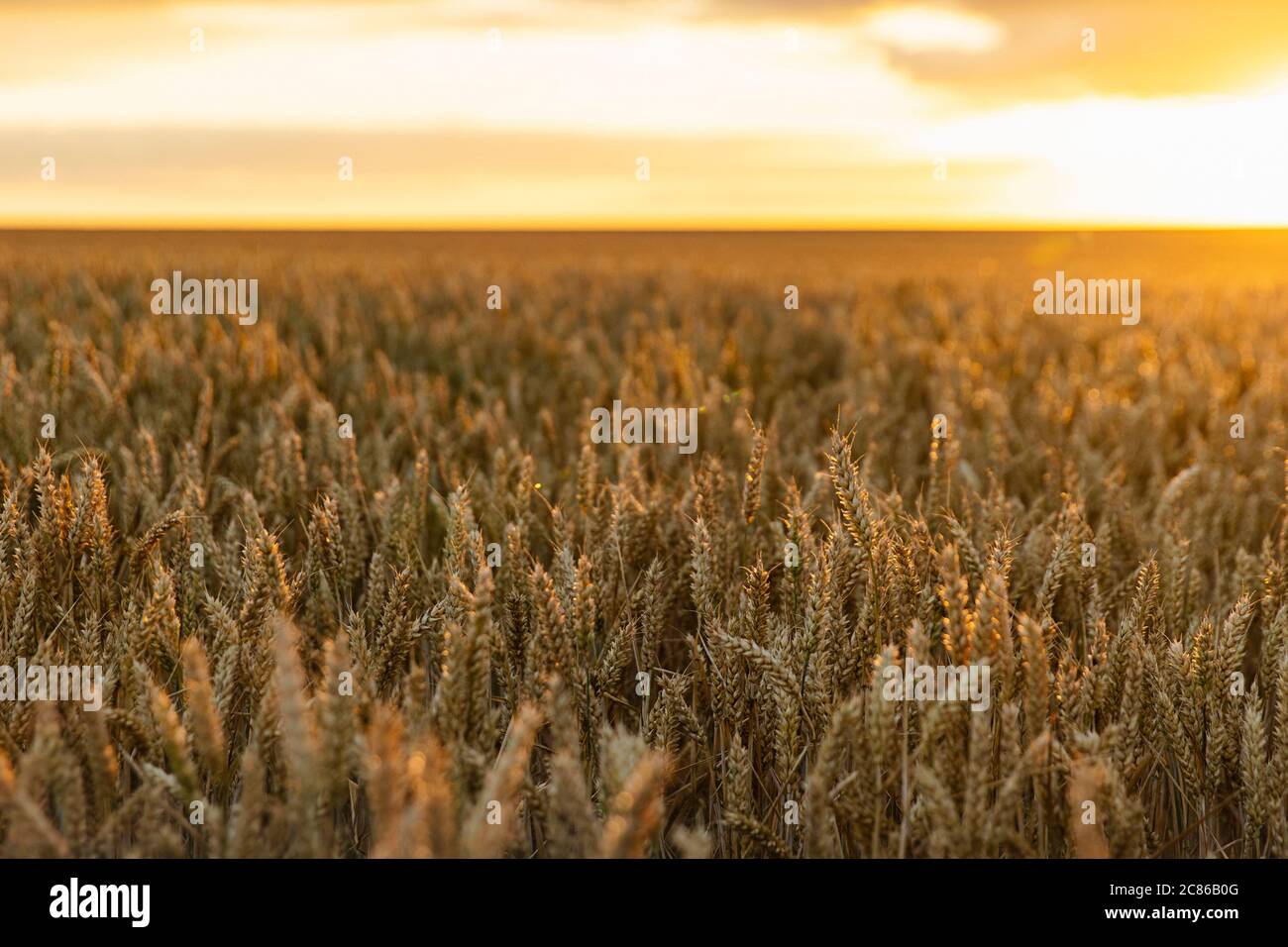 Aufnahme eines Weizenfeldes bei Sonnenuntergang Stockfoto