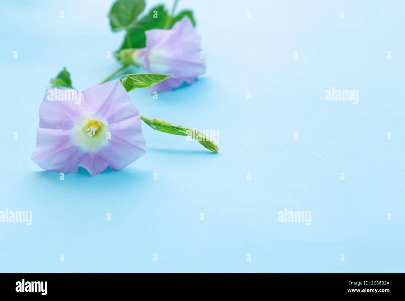 Blühender Konvolvulus auf hellblauem Hintergrund. Rosa Bindenweed Blume. Selektiver Fokus. Leerzeichen für Text. Stockfoto