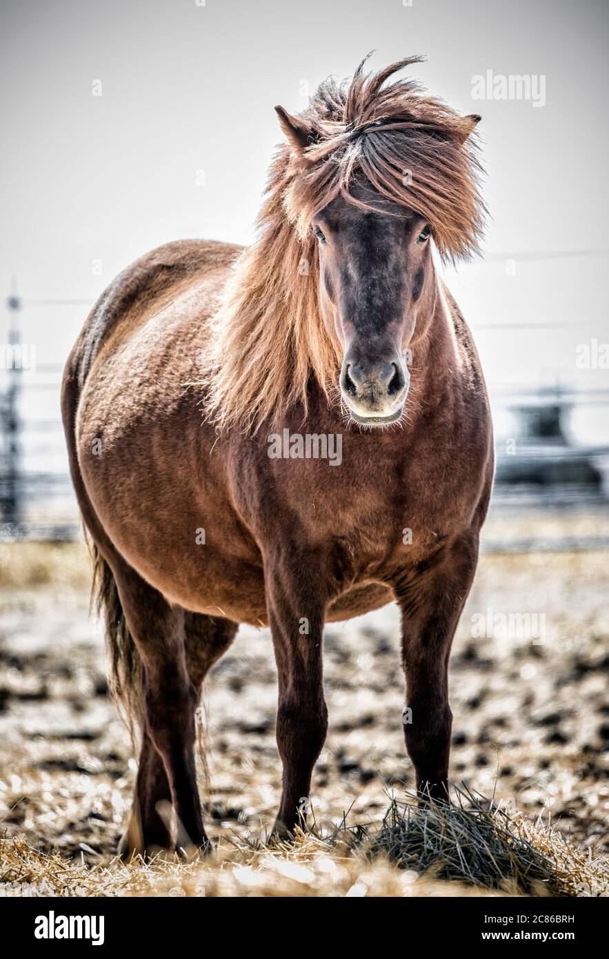 Isländisches Pferd, Schwangere Stute, Manitoba, Kanada. Stockfoto