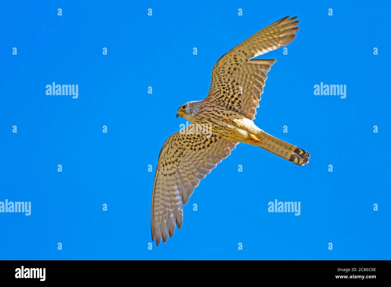 Fliegender Falke mit Jagd. Blauer Himmel Hintergrund. Vogel: Kleiner Turmfalke. Falco naumanni. Stockfoto