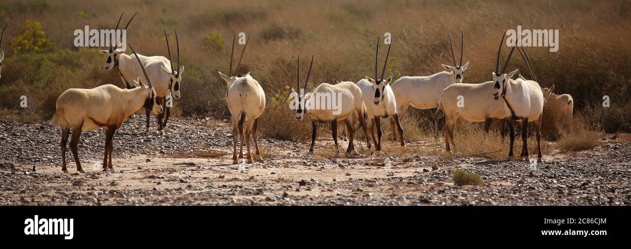 Die Gruppe der arabischen Oryx in der Halbwüstensteppe Jordaniens Stockfoto