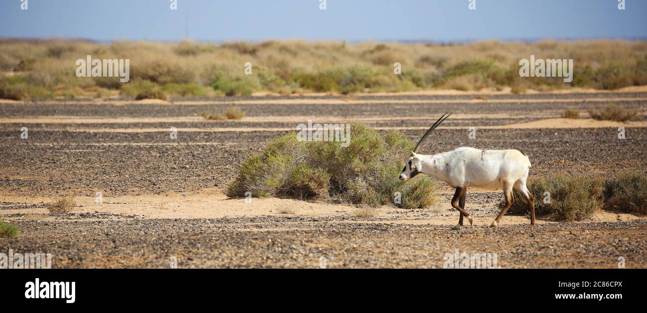 Arabischer Oryx in der Halbwüstensteppe Jordaniens Stockfoto