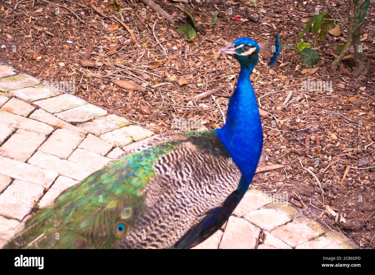 Pfau Pfau Pfau Nahaufnahme schönen Vogel Bild Stockfoto