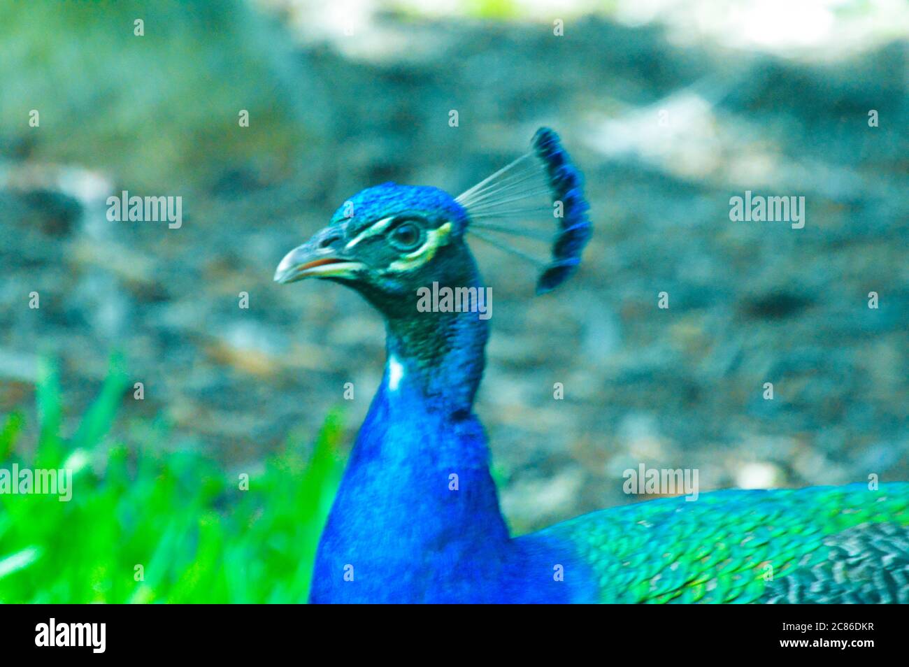 Pfau Pfau Pfau Nahaufnahme schönen Vogel Bild Stockfoto