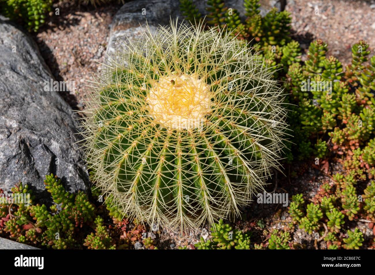 Mexiko, im Volksmund als Golden barrel Kaktus, Golden Ball oder der Mutter bekannt - in Kissen Stockfoto