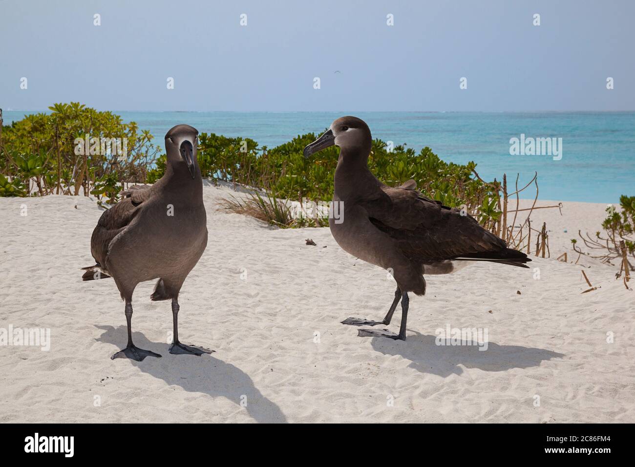 Schwarzfußalbatrosse, Phoebastria nigripes, am Strand von Sand Island, Midway Atoll National Wildlife Refuge, Papahanaumokuakea MNM, Hawaii, USA Stockfoto