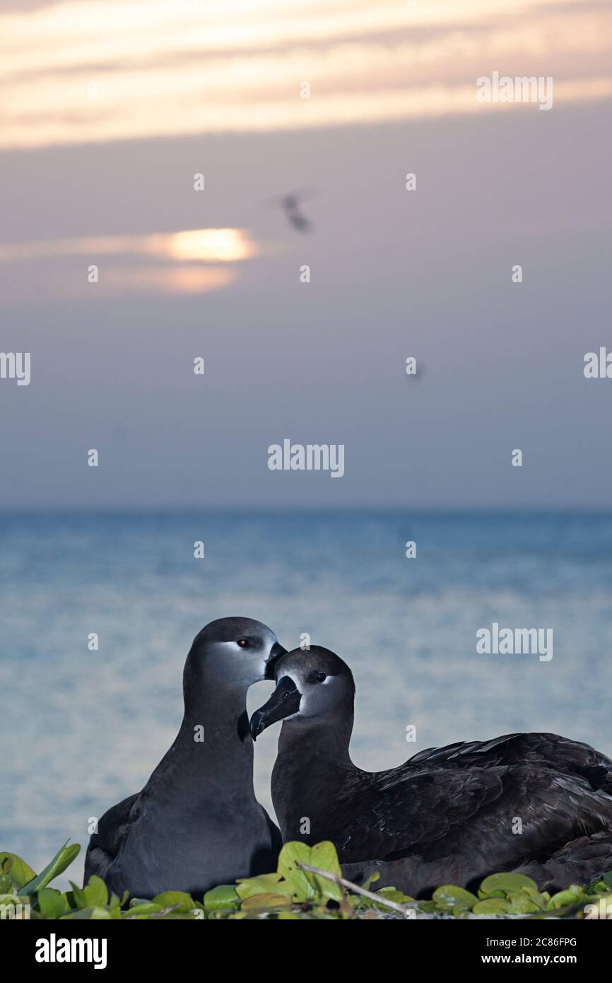 Schwarzfußalbatros, Phoebastria nigripes, Paar bei Sonnenuntergang, Sand Island, Midway Atoll National Wildlife Refuge, Papahanaumokuakea MNM, Hawaii, USA Stockfoto