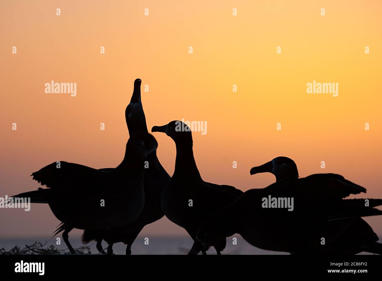 Schwarzfußalbatros, Phoebastria nigripes, Himmel zeigt während Balztanz bei Sonnenuntergang, Sand Island, Midway Atoll National Wildlife Refuge, USA Stockfoto