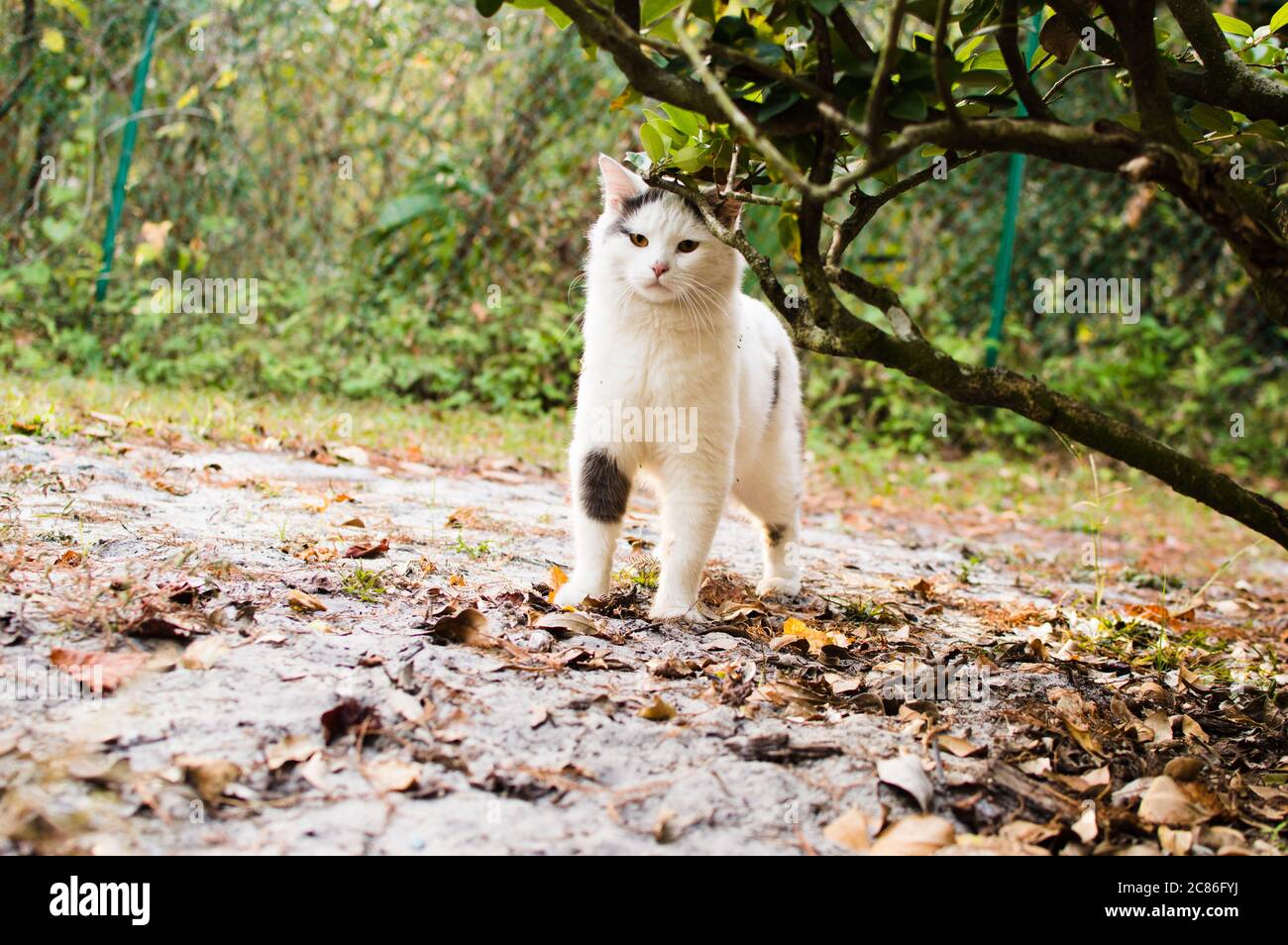 Nette weiße Katze auf dem Garten Hintergrundbild Bild Stockfoto