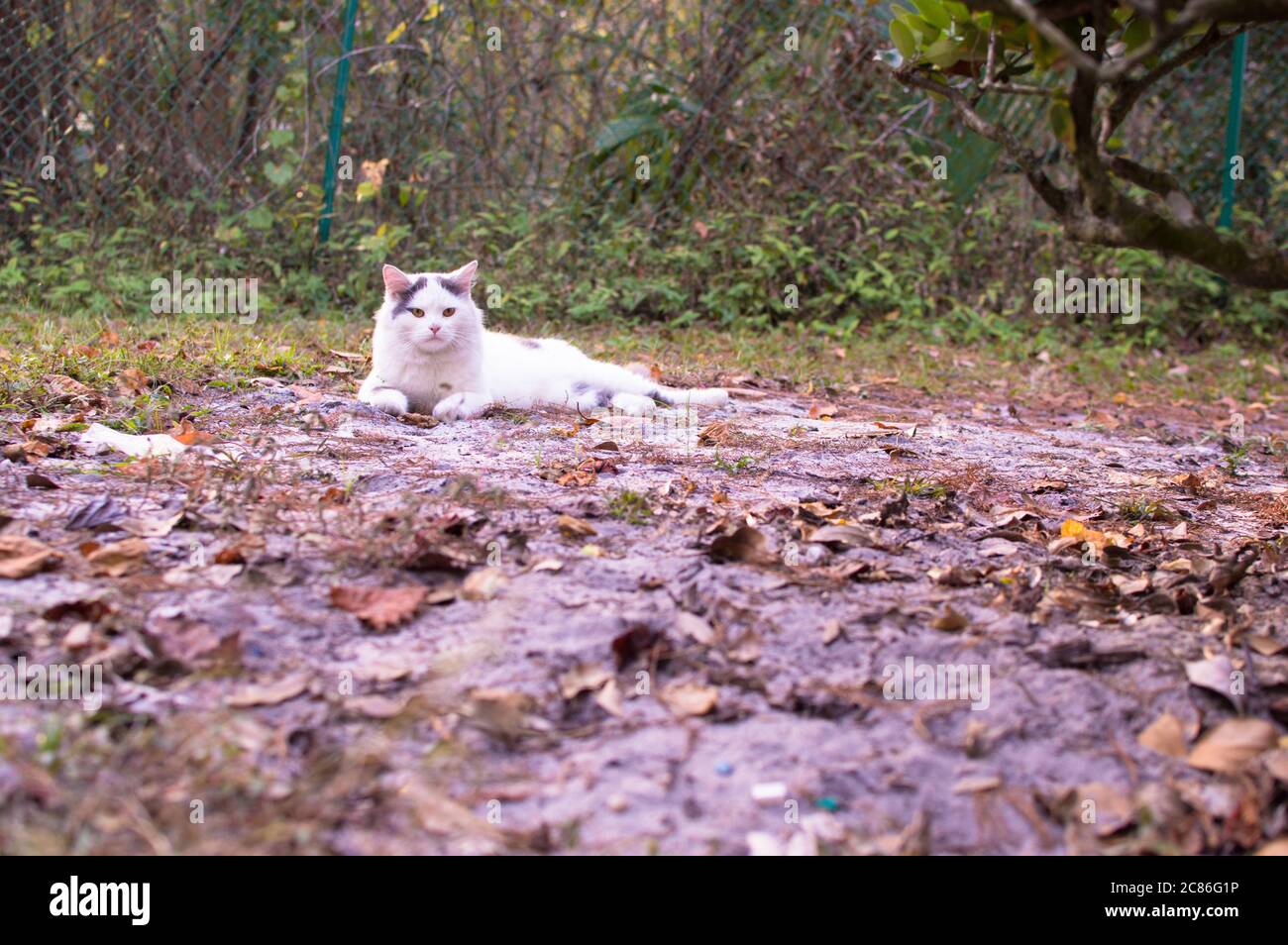 Nette weiße Katze auf dem Garten Hintergrundbild Bild Stockfoto