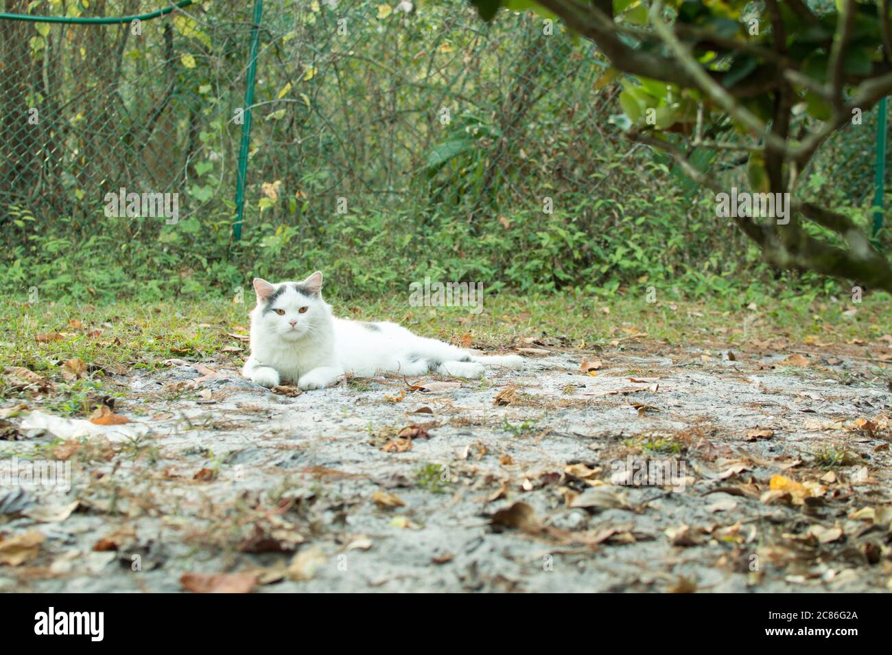 Nette weiße Katze ruht auf dem Garten Hintergrundbild Bild Stockfoto