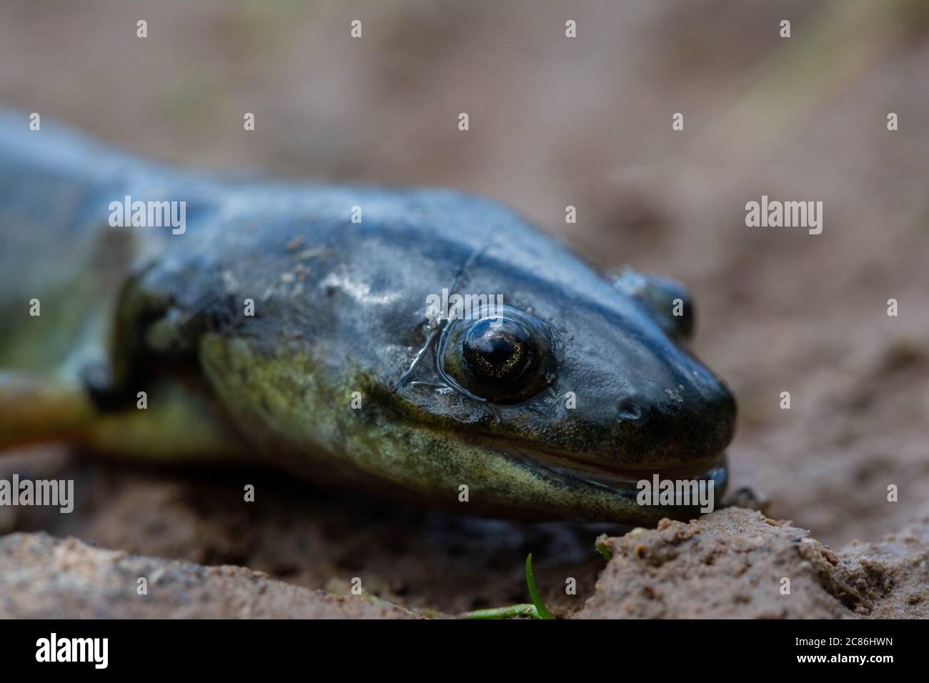 Arizona Tiger Salamander (Ambystoma mavortium nebulosum) aus Mesa County, Colorado, USA. Stockfoto