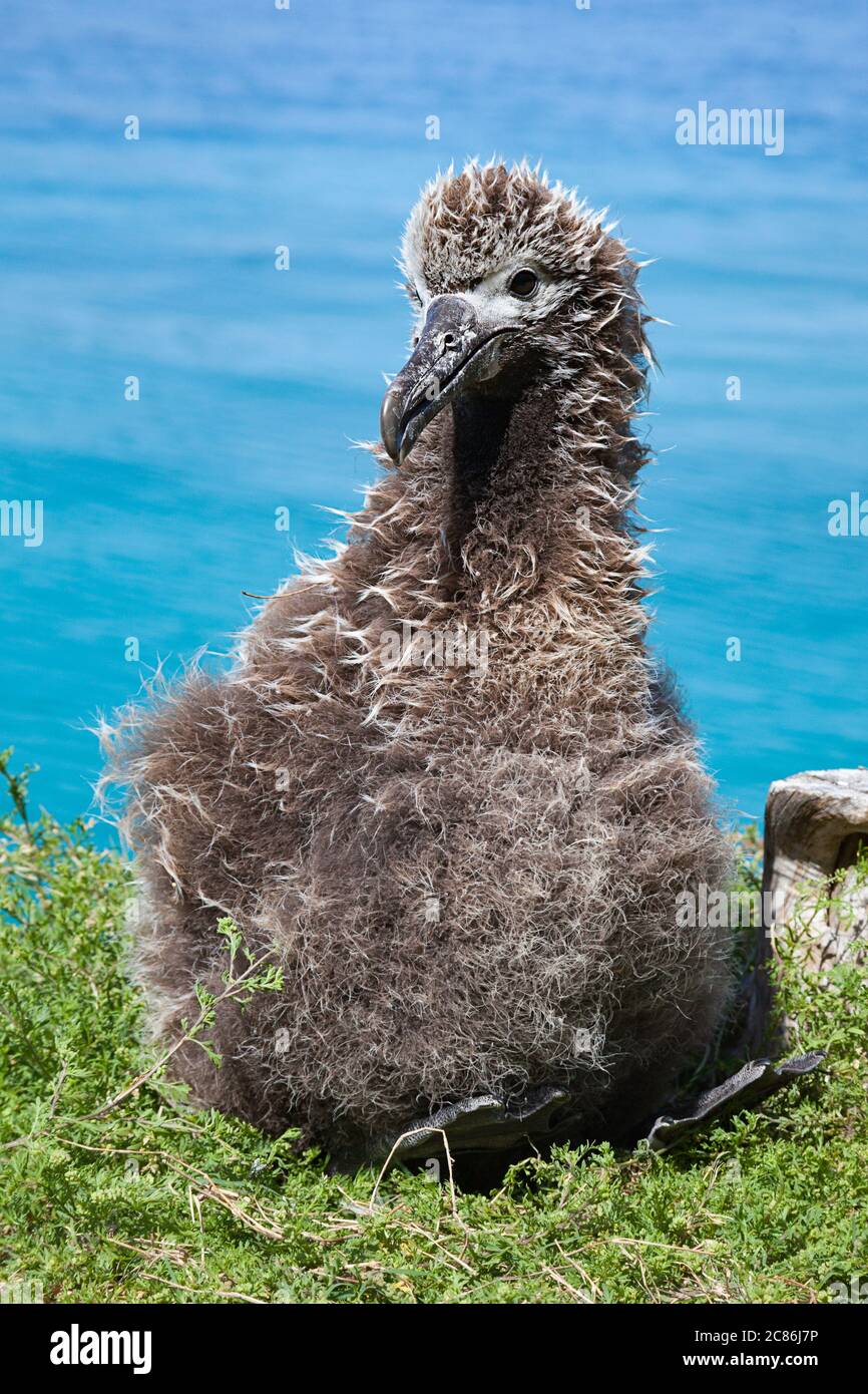 Laysan Albatross-Küken, Phoebastria immutabilis, Sand Island, Midway Atoll National Wildlife Refuge, Papahanaumokuakea Marine National Monument, USA Stockfoto