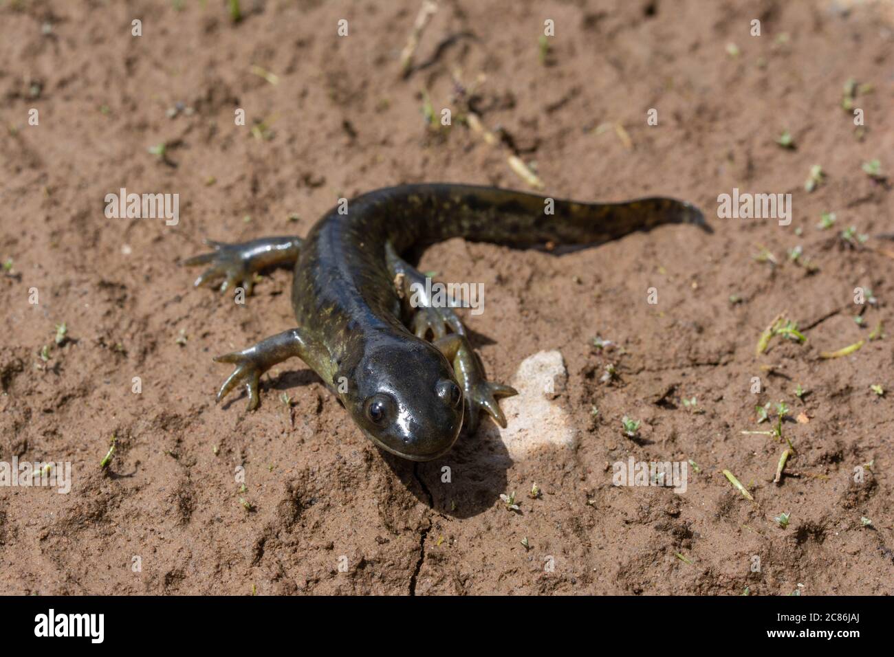 Arizona Tiger Salamander (Ambystoma mavortium nebulosum) aus Mesa County, Colorado, USA. Stockfoto