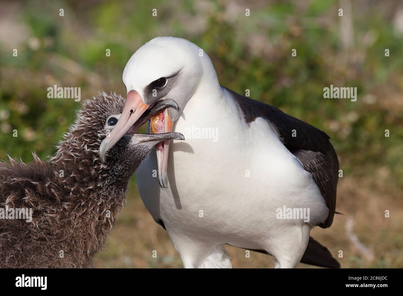 Laysan Albatross, Phoebastria immutabilis, Fütterung Küken durch Regurgitation, Sand Island, Midway Atoll National Wildlife Refuge, Papahanaumokuakea MNM Stockfoto