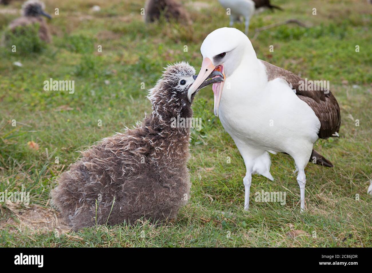 Laysan Albatross, Phoebastria immutabilis, Fütterung Küken durch Regurgitation, Sand Island, Midway Atoll National Wildlife Refuge, Papahanaumokuakea MNM Stockfoto