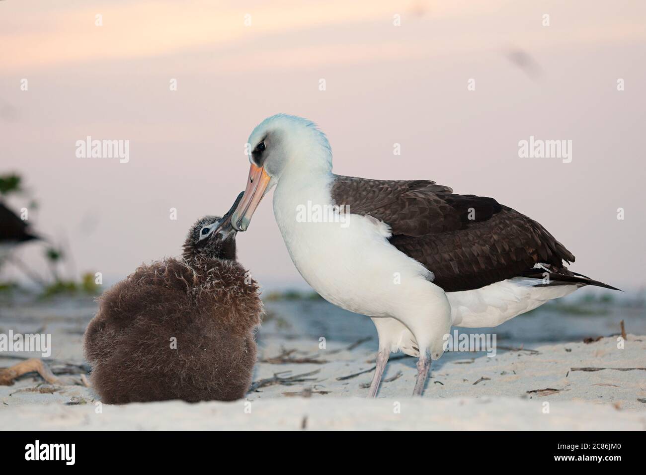 Laysan Albatrosses, Phoebastria immutabilis, Elternteil mit Küken bei Sonnenuntergang, Sand Island, Midway Atoll National Wildlife Refuge, Papahanaumokuakea MNM Stockfoto