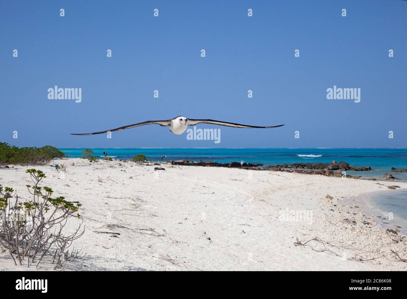 Laysan Albatross, Phoebastria immutabilis, Flug über den Strand auf Sand Island, Midway Atoll National Wildlife Refuge, Papahanaumokuakea Marine MNM, USA Stockfoto