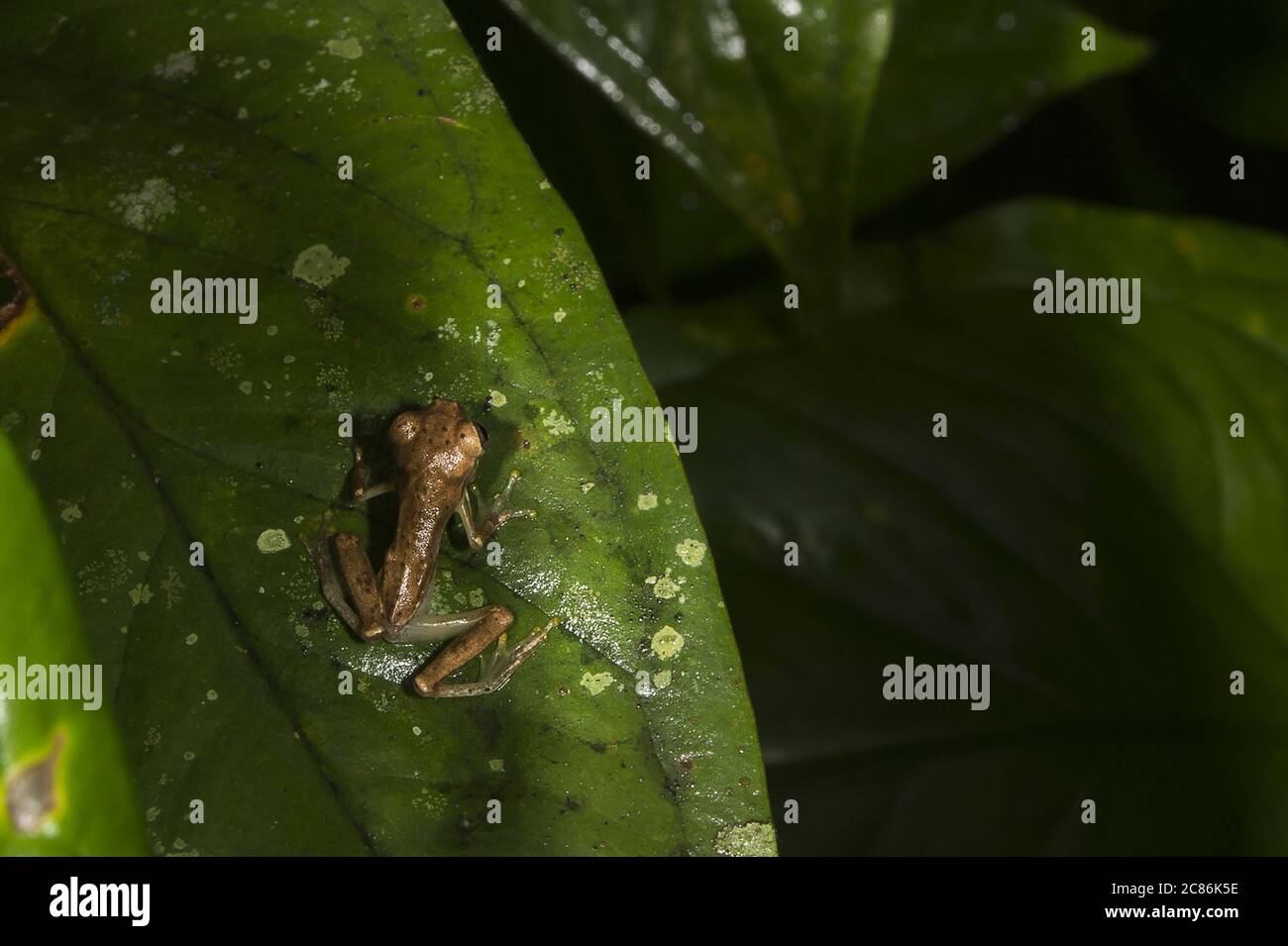 Smaragdglasfrosch, Espadarana prosoblepon, Centroleniade, Manuel Antonio Nationalpark, Costa Rica, Centroamerica Stockfoto