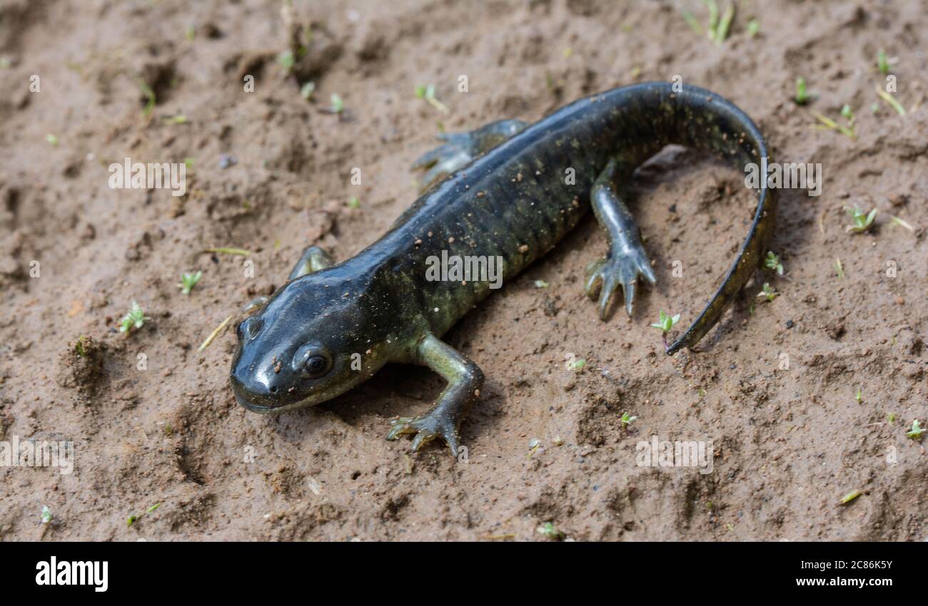 Arizona Tiger Salamander (Ambystoma mavortium nebulosum) aus Mesa County, Colorado, USA. Stockfoto