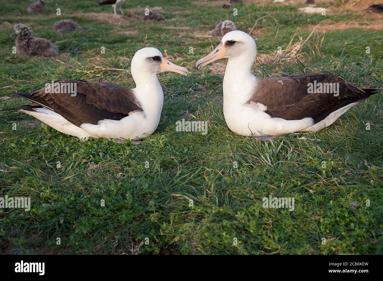 Laysan Albatrosses, Phoebastria immutabilis, mit Küken im Hintergrund, Sand Island, Midway Atoll National Wildlife Refuge, Papahanaumokuakea Stockfoto