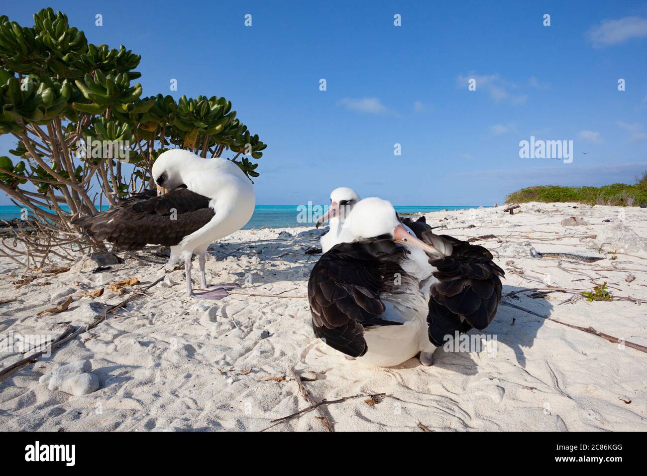 Laysan Albatrosses, Phoebastria immutabilis, Preening, Sand Island, Midway Atoll National Wildlife Refuge, Papahanaumokuakea Marine National Monument Stockfoto