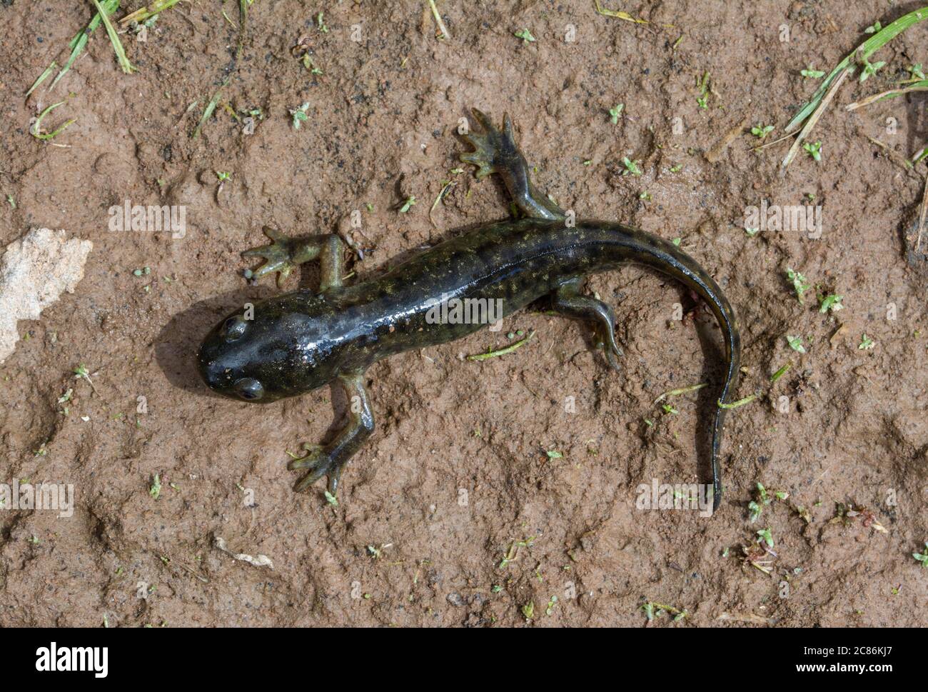 Arizona Tiger Salamander (Ambystoma mavortium nebulosum) aus Mesa County, Colorado, USA. Stockfoto