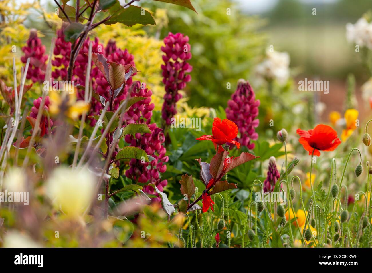 Atemberaubende Gartenblumen wachsen in einem Blumenbeet. Saisonale Pflanzen im Sommer in England Stockfoto