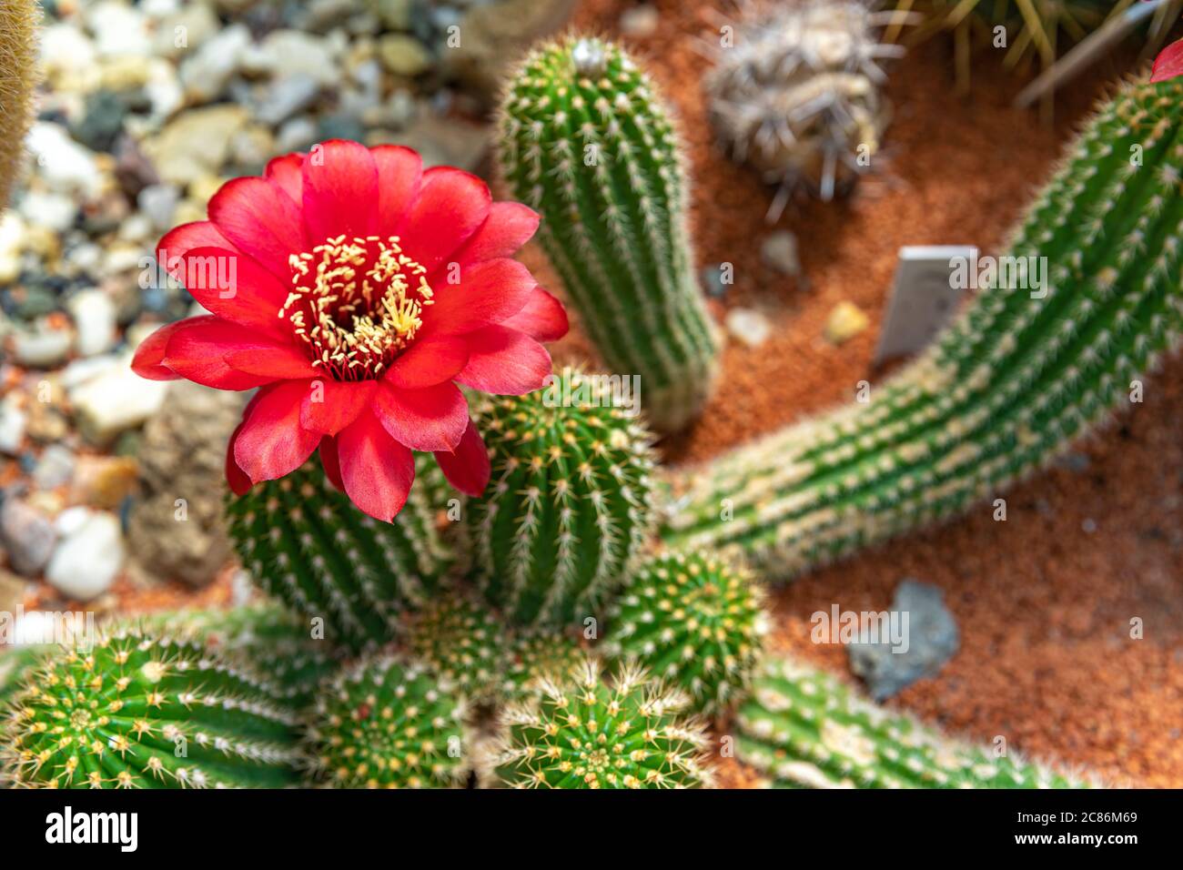 Blühender Kaktus TRICHOCEREUS MACROGONUS in einem botanischen Garten Stockfoto