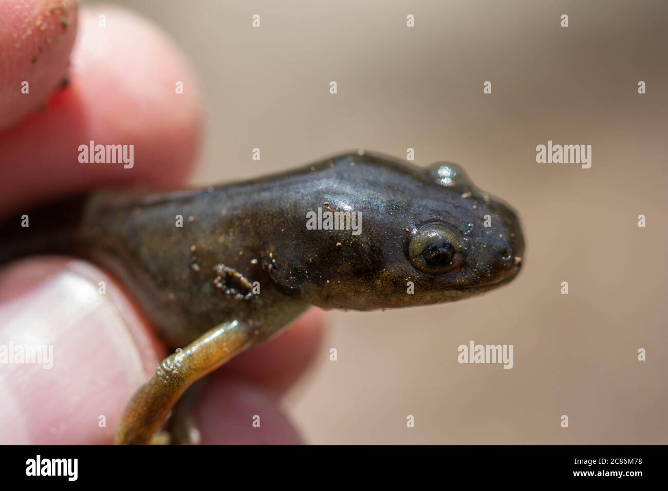 Arizona Tiger Salamander (Ambystoma mavortium nebulosum) aus Mesa County, Colorado, USA. Stockfoto