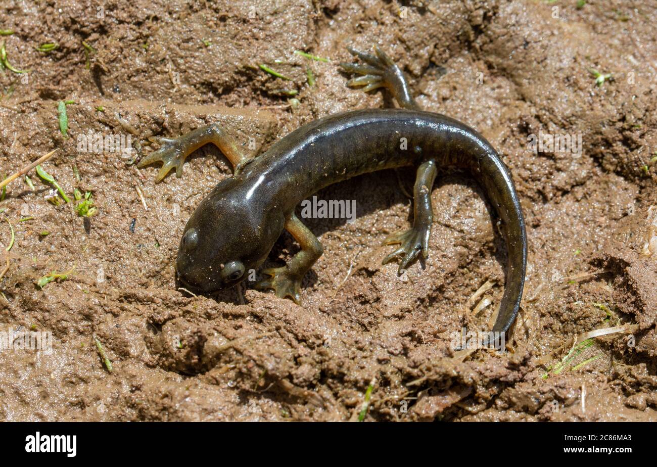 Arizona Tiger Salamander (Ambystoma mavortium nebulosum) aus Mesa County, Colorado, USA. Stockfoto