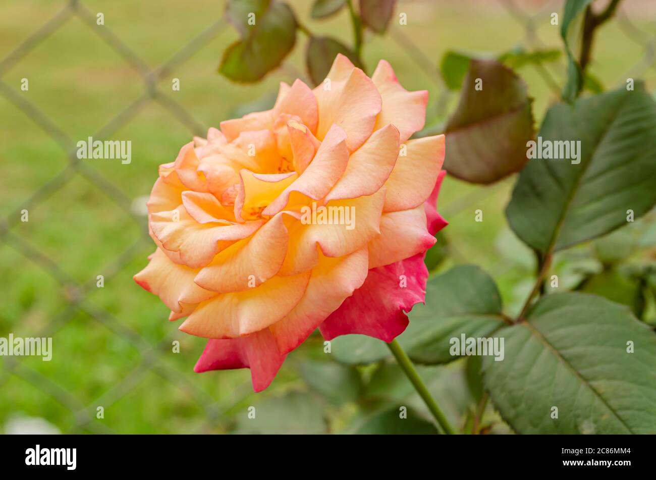 Rosa Und Gelbe Demasken Rosenblümchen Stockfoto