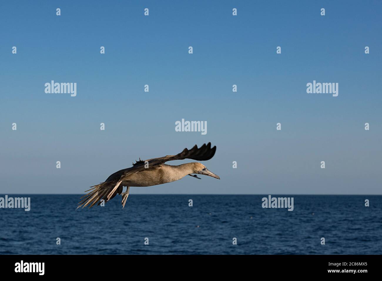 Jungtier-Braunbooby, Sula leucogaster, landetauchkommend, vor Süd-Costa Rica, Mittelamerika ( Ostpazifischer Ozean ) Stockfoto