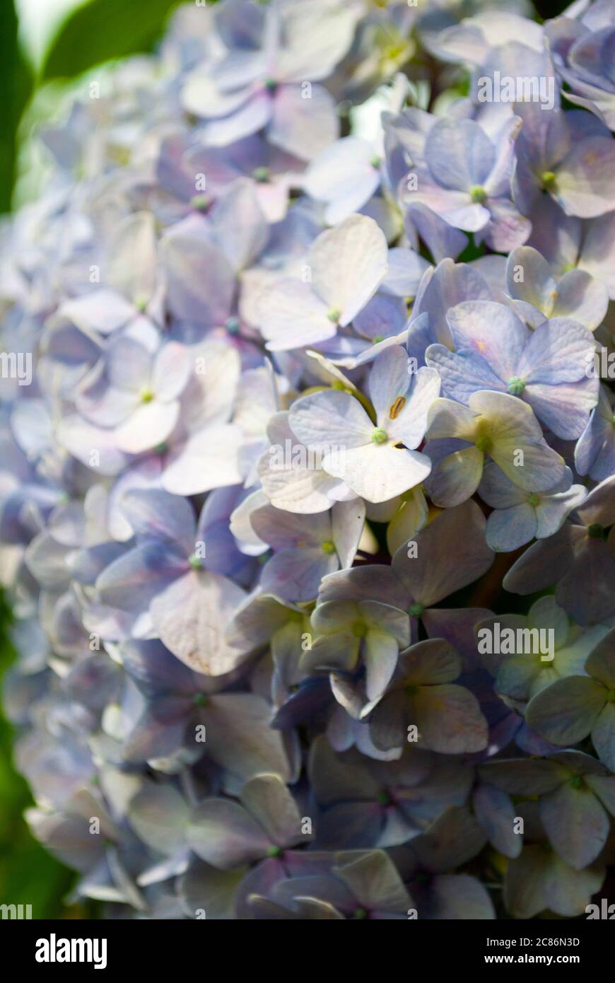 Blume im tropischen Garten von Guatemala, Outdoor-Pflanzen, strahlende Farben Chlorophyll, Blütenblätter und Pollen. Stockfoto