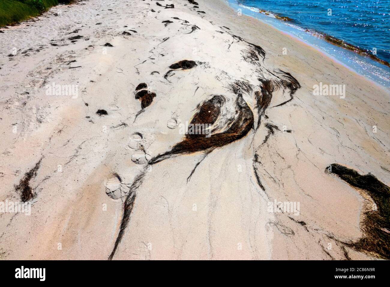 Am Strand wurden Algen gespült Stockfoto