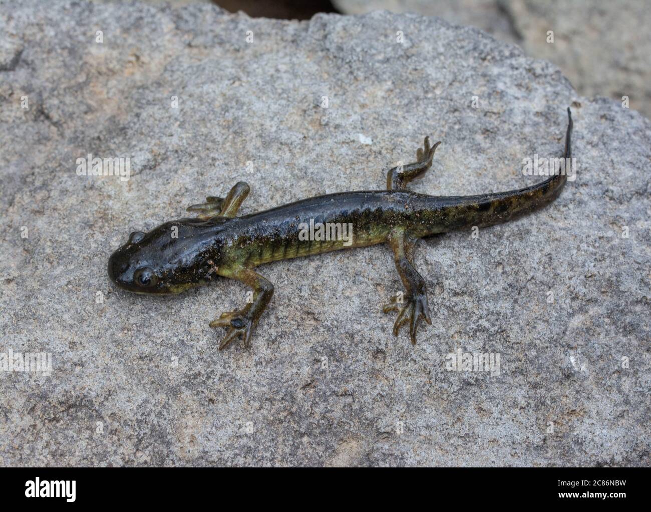 Arizona Tiger Salamander (Ambystoma mavortium nebulosum) aus Mesa County, Colorado, USA. Stockfoto