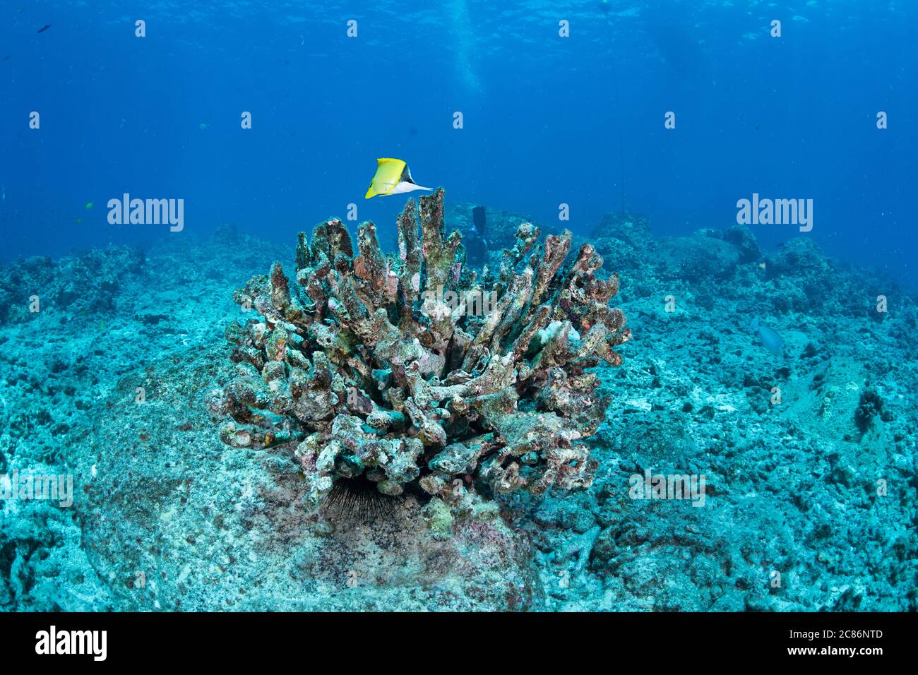 Ein Langnasenbutterfisch, Forcipiger longirostris, Futter in den Algen, die auf dem Skelett einer Geweih-Koralle wachsen, Pocillopora grandis, die gebleicht Stockfoto