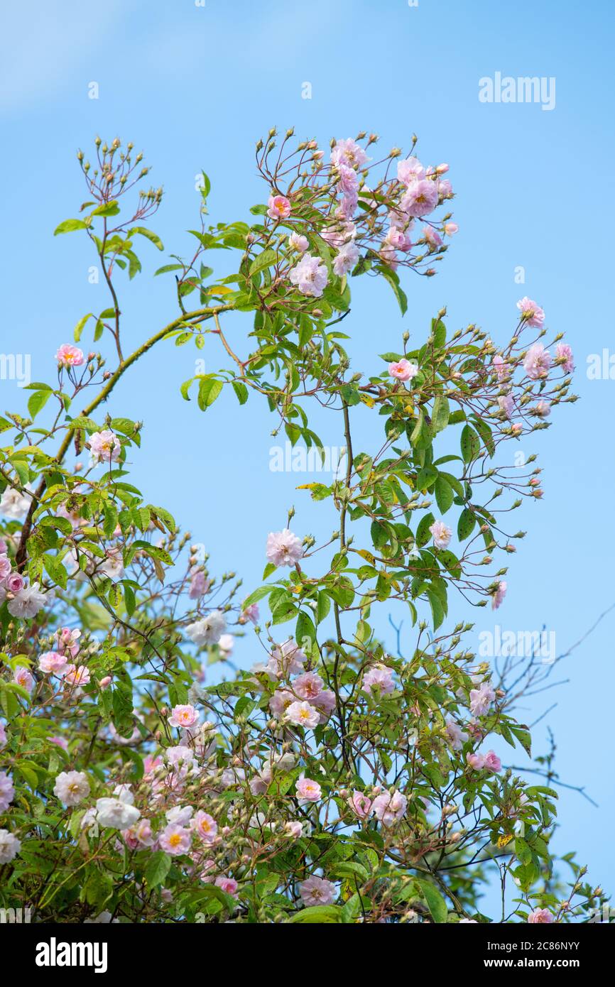 Rosa Pauls Himalayan Musk blassrosa wandernde Rose gegen blauen Himmel - Großbritannien Stockfoto