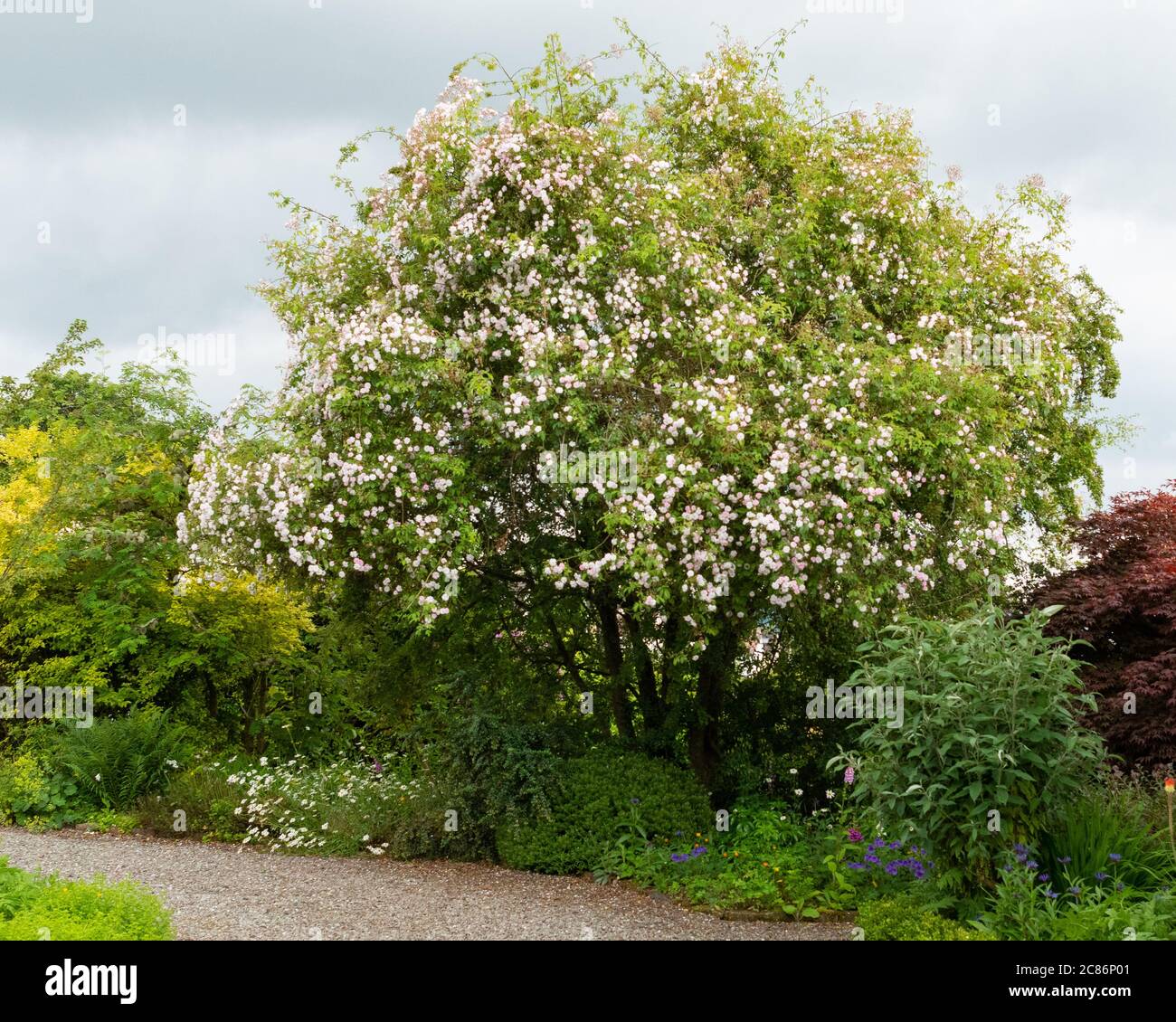 Pauls Himalayan Musk blass rosa wandernde Rose bedeckt einen reifen hawthorne Baum im britischen Garten Stockfoto