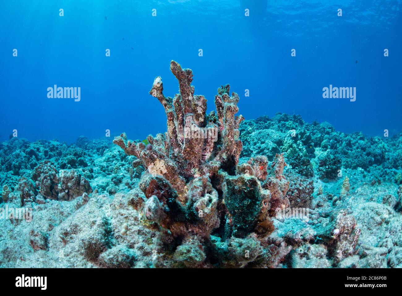 Das Skelett einer Geweih-Koralle, Pocillopora eydouxi, die gebleicht und gestorben ist, sitzt auf einem Riff, das von den Skeletten gebleichter Blumenkohlkorallen dominiert wird Stockfoto
