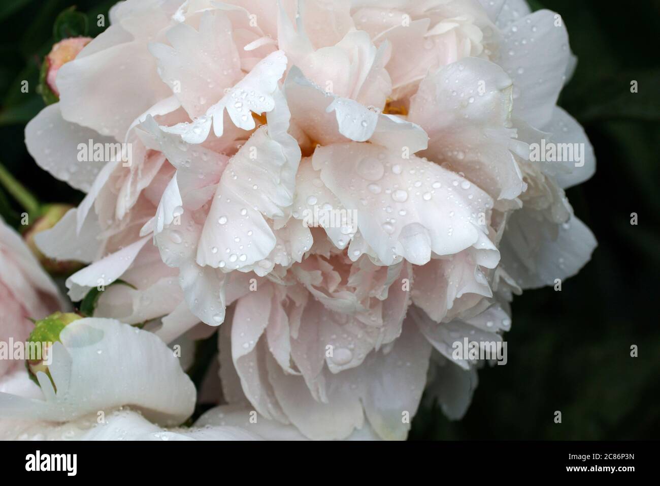 Paeonia Reine Deluxe. Doppelte rosa Pfingstrose Blume. Stockfoto